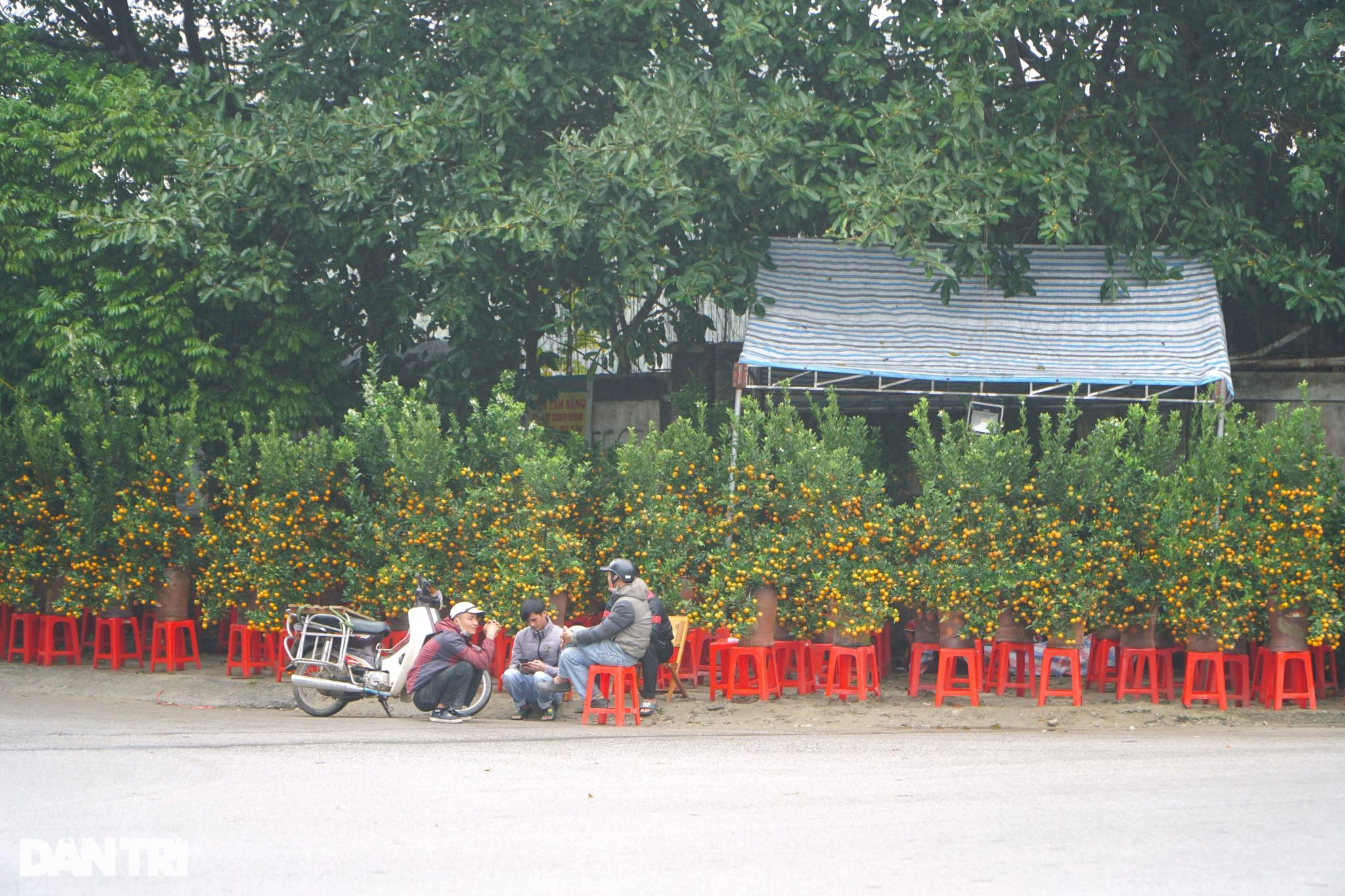Vendiendo plantas ornamentales para el Tet, algunos pierden 500 millones de dongs, otros talan los árboles - 7 Buôn cây cảnh Tết, người lỗ nửa tỷ đồng, người chặt bỏ cây - 7