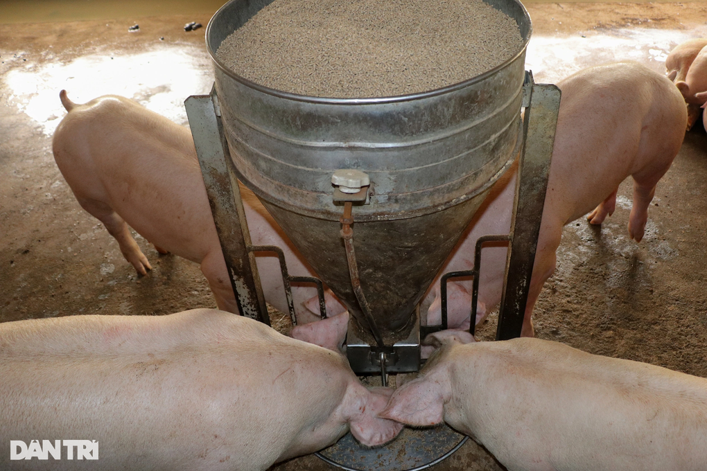 Khởi nghiệp lỗ sấp mặt và triết lý nhiều người cùng giàu của chủ trại lợn - 3 Khởi nghiệp lỗ sấp mặt và triết lý nhiều người cùng giàu của chủ trại lợn - 3