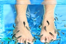 Du khách bị rụng sạch móng chân khi dùng cá massage