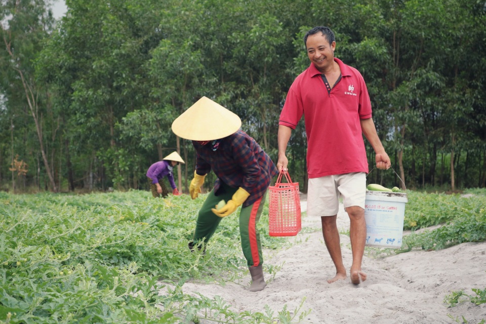 Dưa non tăng giá gấp 3, nông dân “vét” sạch ruộng cũng không đủ bán - 5 Dưa non tăng giá gấp 3, nông dân “vét” sạch ruộng cũng không đủ bán - 5