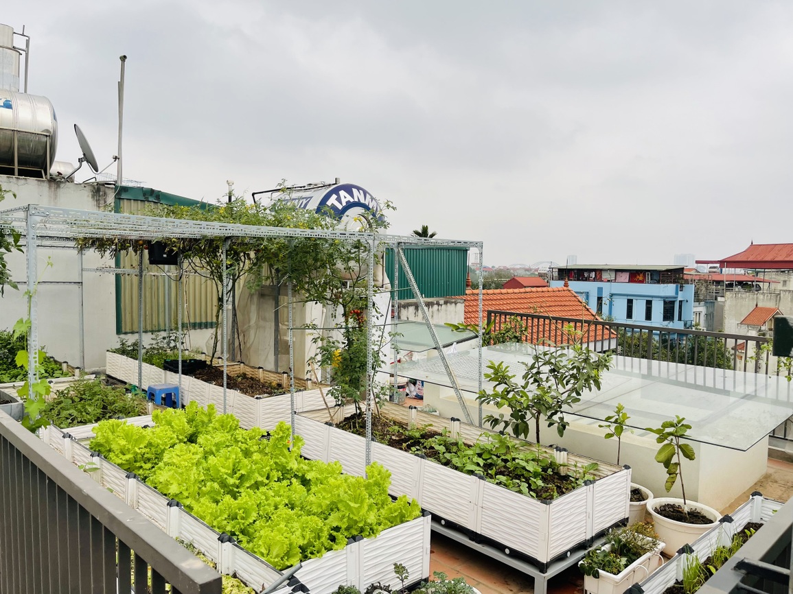 Cặp vợ chồng chi 50 triệu đồng, bê 2 tấn đất, làm vườn sân thượng ở Hà Nội - 1 Cặp vợ chồng chi 50 triệu đồng, bê 2 tấn đất, làm vườn sân thượng ở Hà Nội - 1