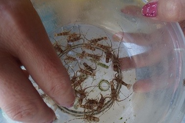 Kiếm tiền triệu mỗi ngày nhờ “săn” tôm hùm giống