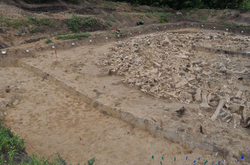 Phát hiện ngôi nhà cổ được xây dựng bằng xương voi ma mút ở Nga - 1 Phát hiện ngôi nhà cổ được xây dựng bằng xương voi ma mút ở Nga - 1