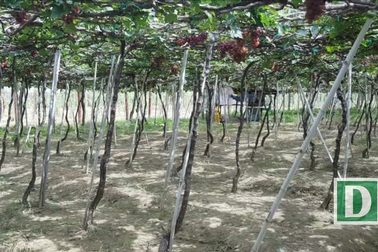 Mãn nhãn vườn nho Ba Mọi ở Ninh Thuận