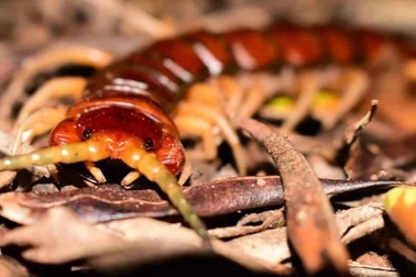 Rết khổng lồ trên đảo Phillip sát hại hàng ngàn con chim biển mỗi năm