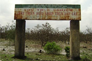 Quảng Trị: Điều trồng thử, dân chịu thật!