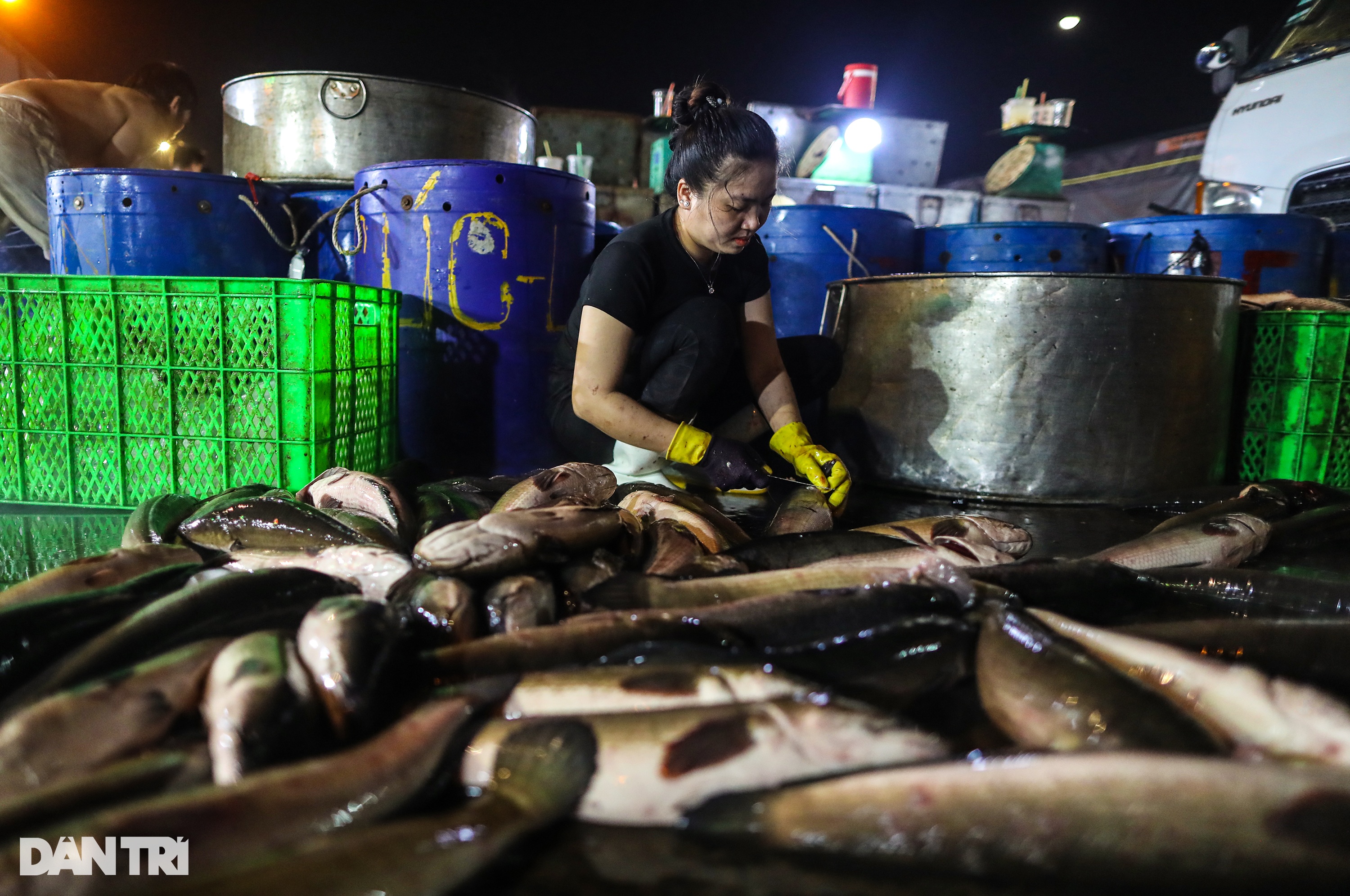 Chợ cá lóc lớn nhất TPHCM tất bật trước ngày vía Thần Tài - 13
