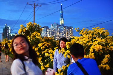 “Sửng sốt” với hàng hoa chuông vàng ở Thủ Thiêm