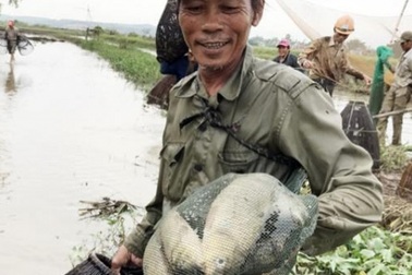 Độc đáo "dàn trận" tập thể bắt cá bằng... nơm tre