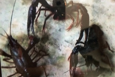 Vụ doanh nghiệp nuôi sinh vật lạ: Sẽ truy nguồn gốc số tôm hùm đỏ