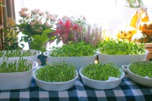 Mẹ Việt ở Nhật bật mí cách tự trồng rau mầm đơn giản tại nhà