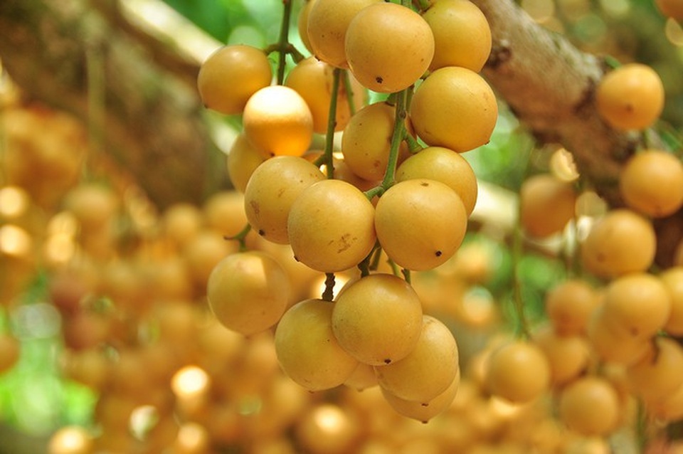 Đã mắt với vườn dâu trái từ gốc đến ngọn ở miền Tây - 7 Đã mắt với vườn dâu trái từ gốc đến ngọn ở miền Tây - 7