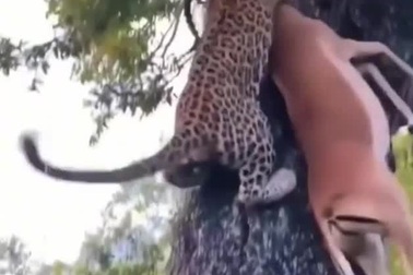 Báo hoa mai tha cả con mồi lên ngọn cây để cất giấu