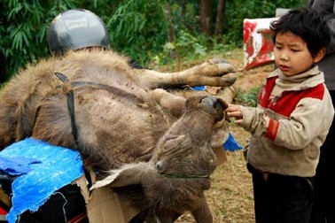 Băng giá ở Lào Cai, nhiều trâu bò chết rét 