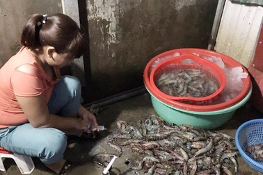 Hà Nội: Bắt quả tang một cơ sở đang bơm tạp chất vào tôm