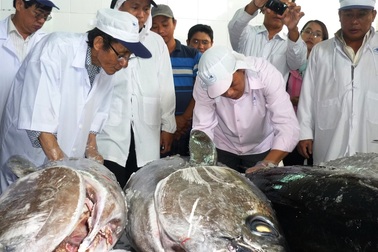 Cá ngừ đại dương bán giá cao nhất 305 ngàn đồng/kg tại Nhật Bản