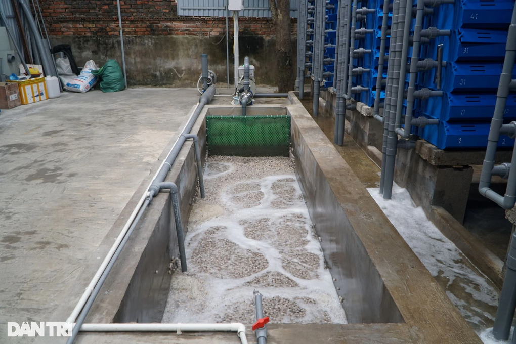 Đưa nước biển lên núi nuôi cua độc thân, kiếm 50 triệu đồng/tháng - 3 Đưa nước biển lên núi nuôi cua độc thân, kiếm 50 triệu đồng/tháng - 3