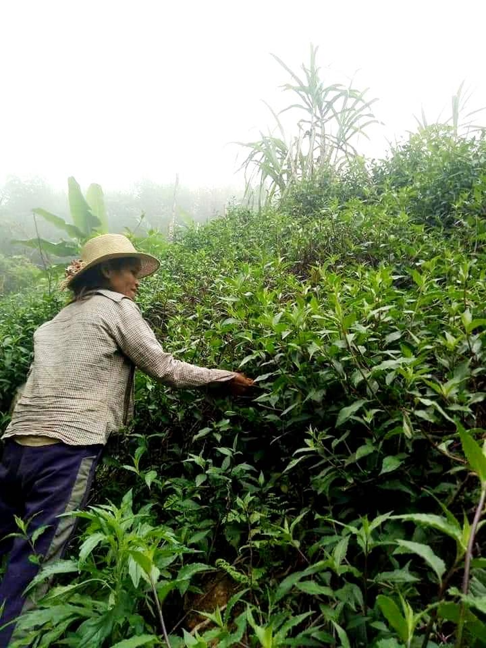 Đồng bào vùng cao góp rau củ quả, hướng về đồng bằng cùng chống dịch - 1 Đồng bào vùng cao góp rau củ quả, hướng về đồng bằng cùng chống dịch - 1