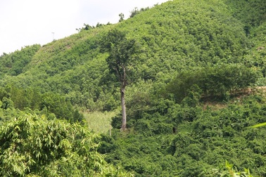 Ngỡ ngàng cả khu rừng lim còn sót lại duy nhất một "báu vật"