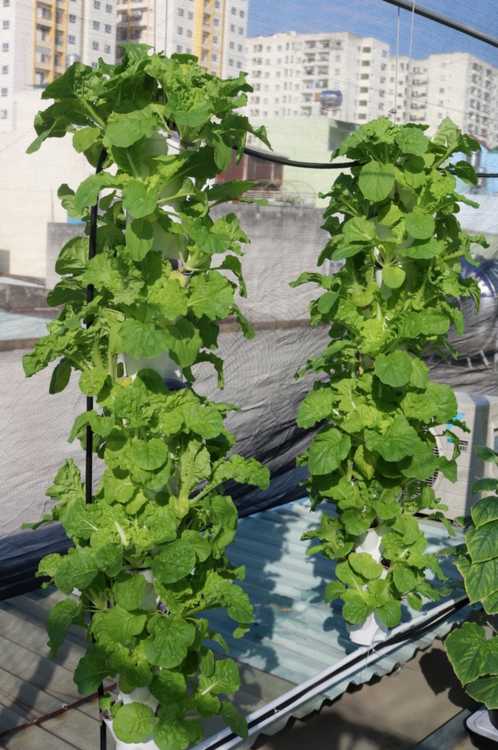 Những ông bố Việt đảm đang: Làm vườn trĩu cành, cá tung tăng trong sân - 7