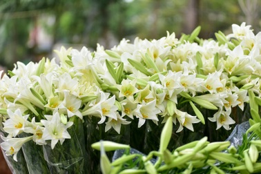 Tháng tư về, hoa loa kèn tinh khôi xuống phố Hà Nội