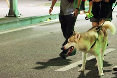 Không rọ mõm cho chó vì "thú cưng không cắn ai bao giờ" (!)