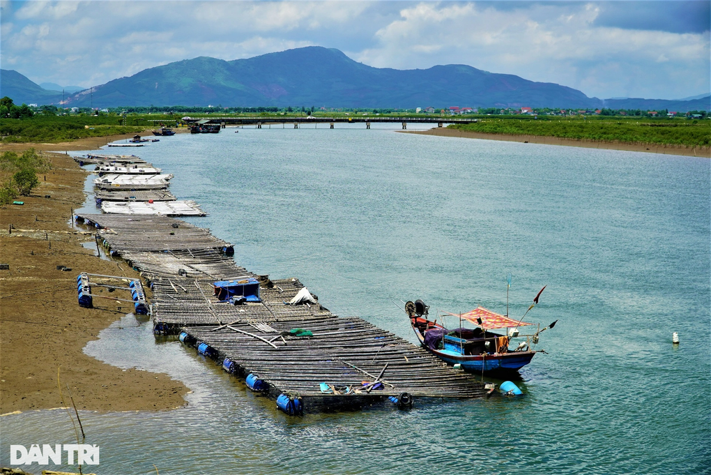 Nuôi hải sản thần dược trên... dây, thu hàng chục triệu đồng mỗi vụ - 1 Nuôi hải sản thần dược trên... dây, thu hàng chục triệu đồng mỗi vụ - 1