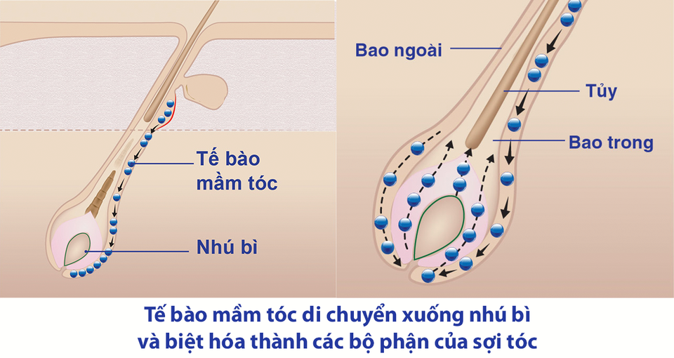 Tế bào mầm tóc: “Vũ khí” mới giúp tóc mọc lại chắc khỏe - 1 Tế bào mầm tóc: “Vũ khí” mới giúp tóc mọc lại chắc khỏe - 1