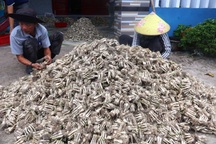 Củ kiệu được giá, nông dân phấn khởi khi Tết cận kề