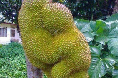 "Ngượng chín mặt" với loạt rau củ quả mang những tư thế... khó đỡ