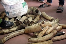 Hà Nội: Bắt giữ lô ngà voi Châu Phi số lượng lớn