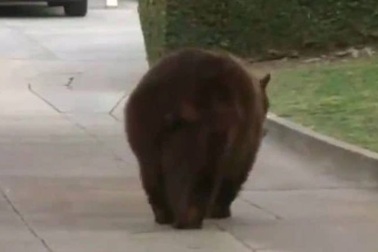 Bị gấu tấn công trong khi ngủ ở sân, người phụ nữ đánh trả bằng... laptop