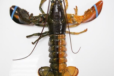 Bắt được tôm hùm hai màu cực hiếm