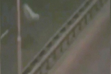 Sinh vật “nửa người, nửa chó” khiến dân Anh kinh hãi