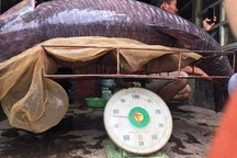 Ngư dân bắt được cá trắm đen "khủng" 71kg gần hồ Thác Bà