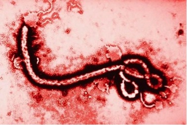 Những hậu quả sức khỏe lâu dài của Ebola