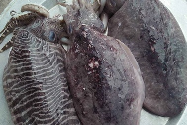 Loại mực nổi vân lạ trên mai, nặng tới 2 kg/con về chợ Hà Nội
