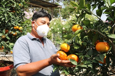 Đặc sản cam Canh vượt hơn 1.800km vào miền Tây chưng Tết
