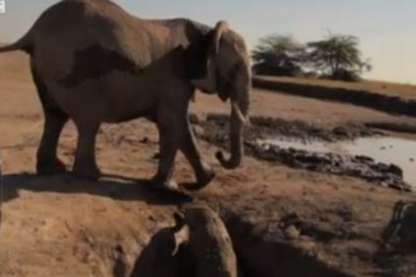 Tài tình giải cứu voi mắc kẹt dưới hố sâu