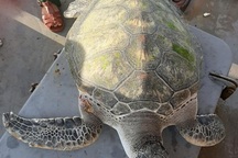 Thả cá thể rùa nằm trong Sách đỏ về với biển