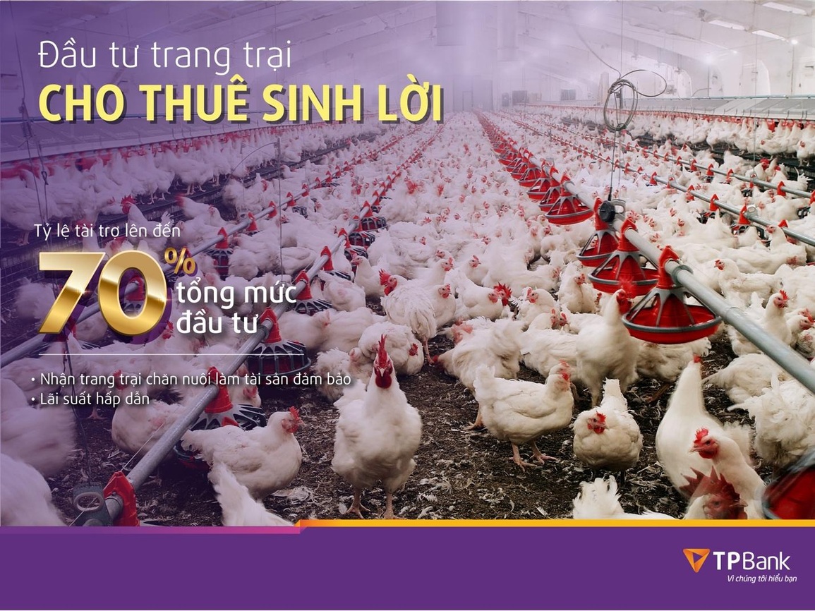 TPBank trợ lực nguồn vốn cho kinh tế trang trại chăn nuôi - 1 TPBank trợ lực nguồn vốn cho kinh tế trang trại chăn nuôi - 1