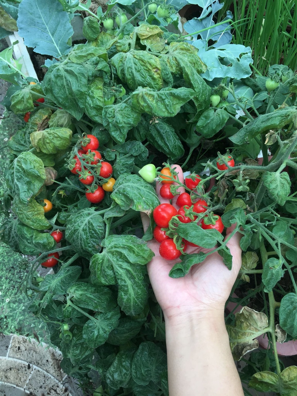 Mẹ đảm ở Vĩnh Phúc vác đất lên sân thượng, sau 2 năm có vườn dâu sai trĩu - 10