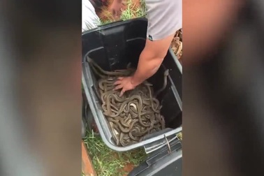 Hành động dùng tay không bắt cả đàn rắn khiến nhiều người rùng mình