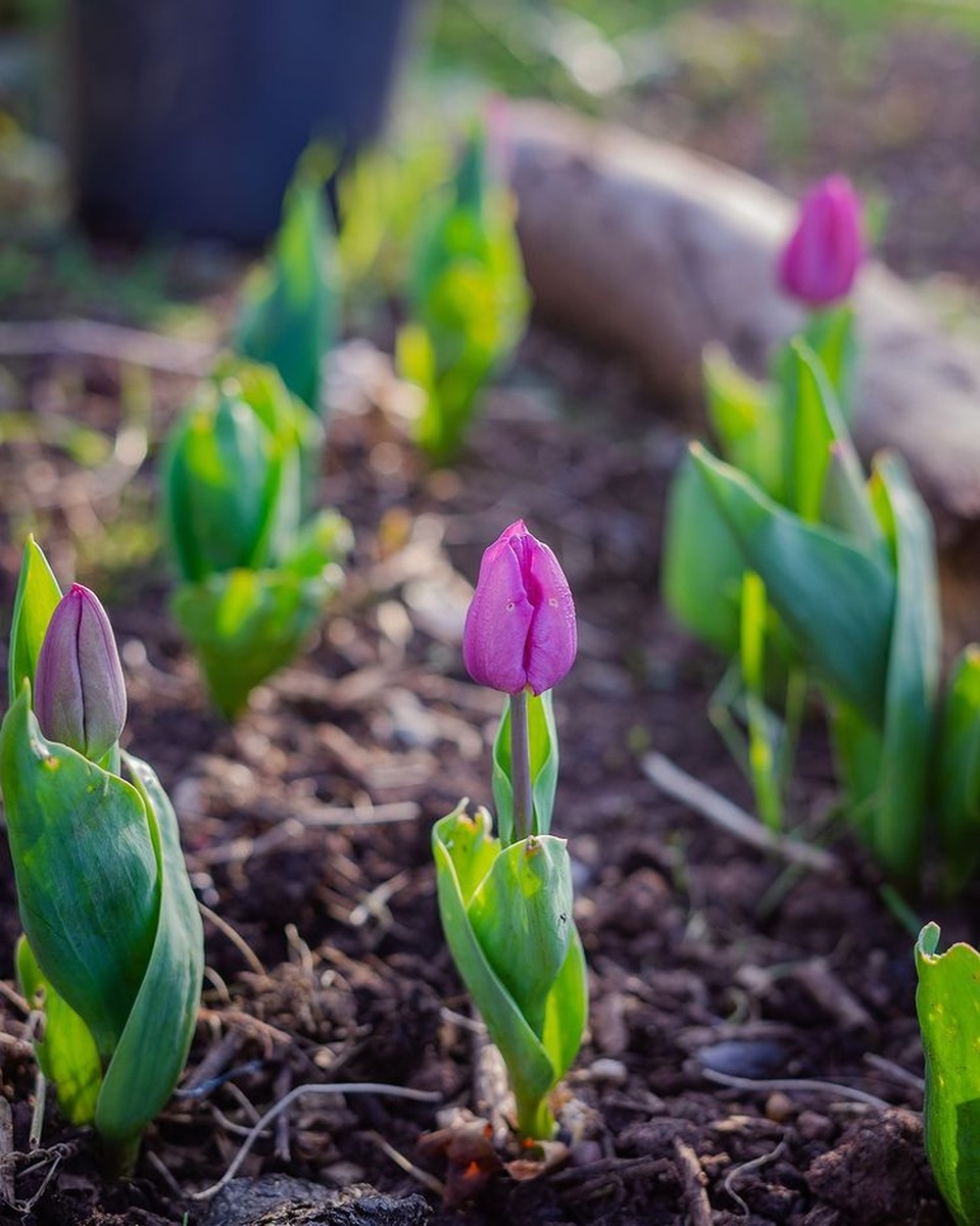 Vườn rau ngon, trái ngọt muốn ăn lúc nào cũng có của chàng trai phố thị - 9