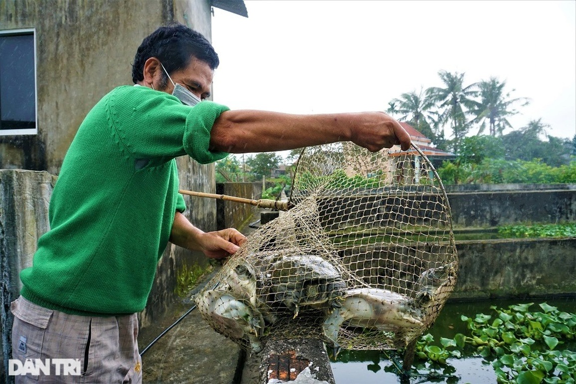 Nuôi con chân vịt, thịt gà, da trâu, đầu rắn, lão nông bon tay nhặt tiền - 8 Nuôi con chân vịt, thịt gà, da trâu, đầu rắn, lão nông bon tay nhặt tiền - 8