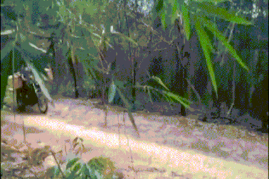 Khởi tố 2 bị can trong vụ phá rừng mà báo Dân trí phản ánh tại Gia Lai