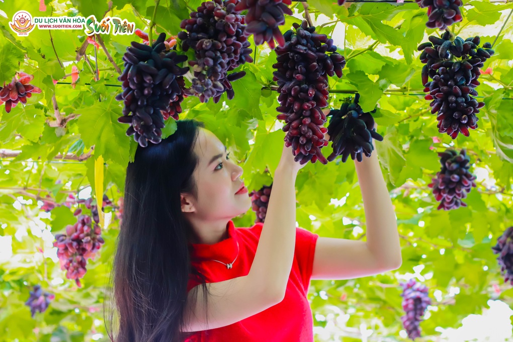 Vui chơi Suối Tiên dịp lễ 30/4-1/5: Tắm biển Tiên Đồng, khám phá vườn nho - 2 Vui chơi Suối Tiên dịp lễ 30/4-1/5: Tắm biển Tiên Đồng, khám phá vườn nho - 2