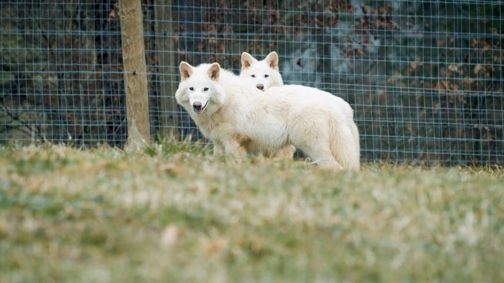 Các nhà khoa học sắp hồi sinh loài “khủng long có cánh” đã tuyệt chủng - 1 Các nhà khoa học sắp hồi sinh loài “khủng long có cánh” đã tuyệt chủng - 1