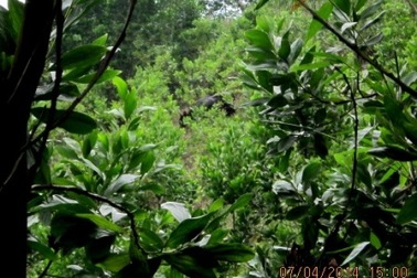 Ghi được hình ảnh bò tót trong rừng trồng của dân