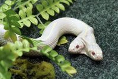 Rắn 2 đầu xuất hiện tại Ukraine